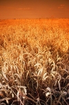 Hungary / Ungarn / Magyarorszg - Great Plain: wheat field (photo by J.Kaman)