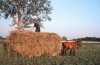 Hungary / Ungarn / Magyarorszg - Great Plain: doing the hay (photo by J.Kaman)
