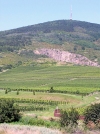 Hungary / Ungarn / Magyarorszg - Tokaj: vineyards - Tokaji Wine Region Cultural Landscape - Unesco world heritage site (photo by J.Kaman)