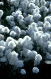 Iceland - Cotton grass - Eriophorum angustifolium / veenpluis (photo by W.Schipper)