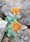 Iceland - succulents / vetplanten (photo by W.Schipper)