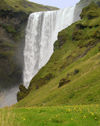 Iceland Skogafoss and wildflowers (photo by B.Cain)