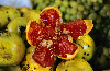South India: Pomegranate - Punica granatum - photo by W.Allgwer