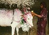 India - Pondicherry: Pondicherry: Pongal Festival - decorating cows (photo by G.Frysinger)