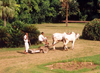 India - Agra (Uttar Pradesh): Lawn mowing hindustani style (photo by Miguel Torres)