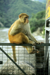 India - Uttaranchal - Rishikesh: Rhesus Macaque,often called the Rhesus Monkey, sitting on a fence - Macaca mulatta - photo by W.AllgwerDer Rhesusaffe (Macaca mulatta) ist eine Primatenart aus der Gattung der Makaken innerhalb der Familie der Meerkatze