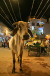 Pushkar, Rajasthan, India: cow at night - photo by M.Wright