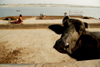 Varanasi, Uttar Pradesh, India: ghats at the river Ganga - oxen and dung cakes baking in he sun - Varanasi ghats - photo by G.Koelman