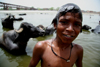 Agra, Uttar Pradesh, India: boys playing in the Yamuna river - oxen - photo by G.Koelman