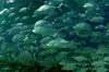 Wakatobi archipelago, Tukangbesi Islands, South East Sulawesi, Indonesia: shoal of big-eye trevally - Caranx sexfasciatus - family Carangidae - Banda Sea - Wallacea - photo by D.Stephens