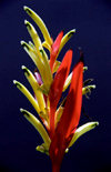 Seminyak, Bali, Indonesia: Heliconia plant at Kembali Villas - photo by D.Jackson