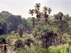 Java - Bogor, Indonesia: Botanical Gardens - photo by M.Bergsma