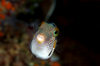 Wakatobi archipelago, Tukangbesi Islands, South East Sulawesi, Indonesia: Black Saddled Toby - Canthigaster valentini - Banda Sea - Wallacea - photo by D.Stephens