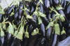 Iran: eggplants, aubergines or brinjals - Solanum melongena - photo by W.Algower