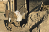 Iran: a donkey waits - equus asinus - photo by W.Allgower