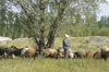 Iran - Zanjan province: shepherd with his flock - photo by W.Allgower