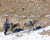 Kandovan, Osku - East Azerbaijan, Iran: farmer leading his donkeys uphill - photo by N.Mahmudova