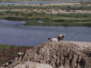 Assur / Ashur, alah al-Din Governorate, Iraq: sheep survey the Tigris river - ancient Assyria - photo by A.Slobodianik