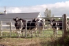 Ireland - Limerick / Luimneach / LMK: Limerick county: Irish beef - cows - farm (photo by M.Bergsma)