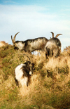 Ireland - Partry Mountains: wild goats (county Mayo)  (photo by Miguel Torres)