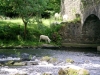 Ireland - Wicklow: stone bridge (photo by R.Wallace)