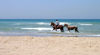 Israel - Kibbutz Sdot Yam: lone rider - horses - photo by Efi Keren