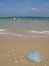 Israel - Kibbutz Sdot Yam: jellyfish on the sand - photo by Efi Keren