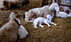 Israel - Neot Kdumim / Neot Kedumim, Center District: family - sheep - lamb - photo by E.Keren