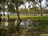 Israel - Megido: forest after the rain - photo by E.Keren