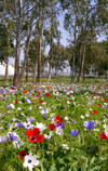 Israel - Megido, North District: flower carpet next to Megido airdrome - photo by E.Keren