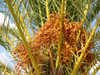 Israel - Eilat: palm fruits - dates - palm tree - palmera - photo by Efi Keren
