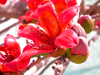 Tel Aviv, Israel: red flowers at Rabin square - photo by E.Keren