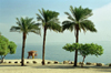 Israel - Dead sea: palmtrees - photo by J.Kaman Mar Morta, Det Dde Hav, Totes Meer, Morta Maro, Mar Muerto, Surnumeri, Kuollutmeri, Mer Morte, Mar Morto, Dauahaf, Dode Zee, Ddehavet, Morze Martwe, Dda havet,