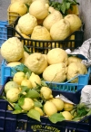 Italy / Italia - Positano: giant lemons (photo by R.Wallace)