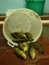 Italy / Italia - Trasimeno lake: fish in a bucket II (photo by Emanuele Luca)