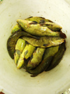 Italy / Italia Trasimeno lake: fish in a bucket - tenchs (photo by Emanuele Luca)