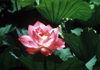 Japan - Tokyo: Lotus flower at Ueno park - photo by W.Schipper