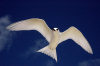 Johnston Atoll: Fairy tern in flight - bird - fauna - wildlife - photo by NOAA (in P.D.)