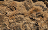 Al Karak - Jordan: Crac des Moabites - Fossils in the castle's masonry - photo by M.Torres