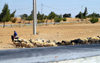 Al Karak - Jordan: sheep and mounted shepherd on the King's highway - photo by M.Torres