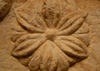 Jerash - Jordan: flower - details of decorated entablature stone at the museum - Roman city of Gerasa - photo by M.Torres
