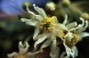 Juan Fernandez islands - Robinson Crusoe island:  Canelo flower - Drimys confertifolia (photo by Willem Schipper)