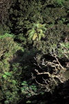 Juan Fernandez islands - Robinson Crusoe island: forest - juania australis chonta (photo by Willem Schipper)