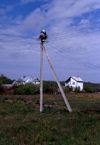 Courland spit, Kaliningrad Oblast, Russia: stork nest on a telephone pole - photo by A.Harries