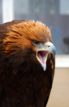 Kazakhstan - Karaturuk area, Almaty province: Golden Eagle - Aquila chrysaetos - menacing scream - photo by M.Torres