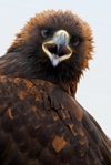 Kazakhstan - Karaturuk area, Almaty province: Golden Eagle - Aquila chrysaetos - Berkut - face - photo by M.Torres