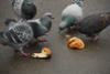 Kazakhstan, Almaty: 28 Panfilov Heroes' Park - pigeons - photo by M.Torres