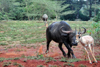 Nairobi Safari Walk, Langata, Kenya: African Buffalo or Cape Buffalo - Syncerus caffer chases Thomson's Gazelle - photo by M.Torres