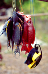 Mtwapa, Kilifi District, Coast province: catch of the day - colorful fish - photo by F.Rigaud