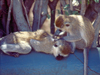 Kenya - Nairobi National Park: monkeys - African fauna - photo by F.Rigaud